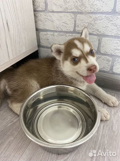 Хаски девочка щенок