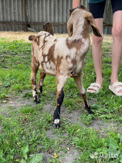 Нубийские козочки/козлики