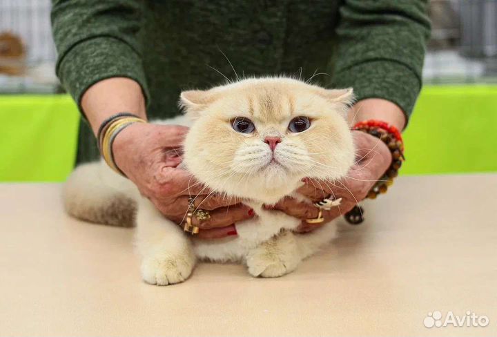 Лиловая золотая затушеванная шиншилла поинт