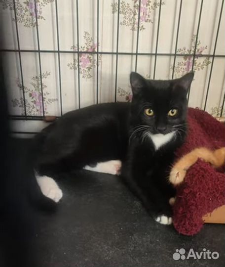 Котёнок в белых носочках 4,5 месяца