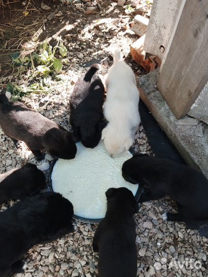 Отдадим щенков