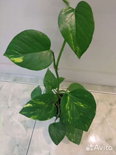 Сциндапсус золотистый / ауреум лиана