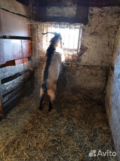 Продам козла на племя