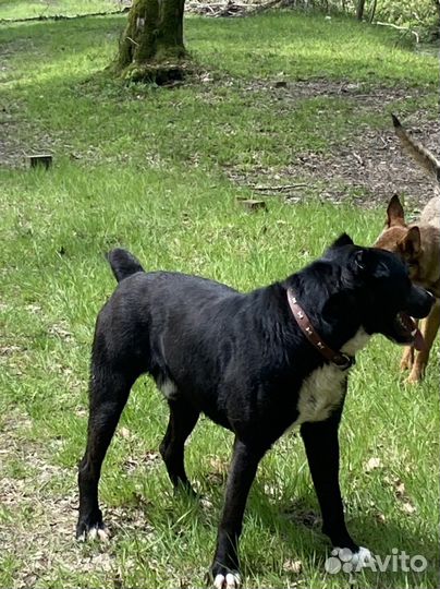 Черный алабай 3 года