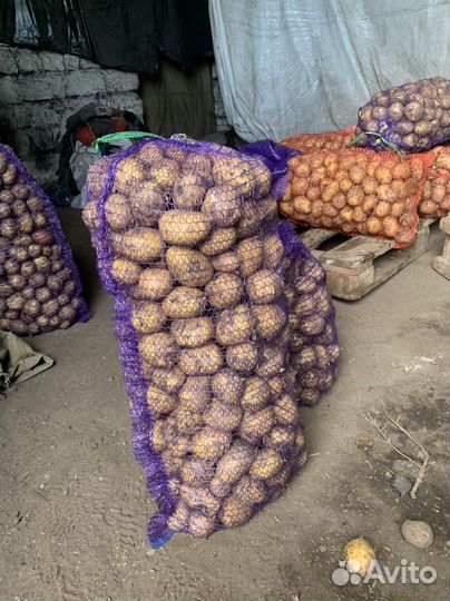 Продам картофель гала опт