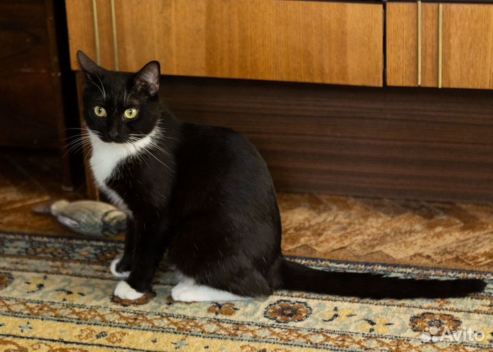 Полли ищет дом