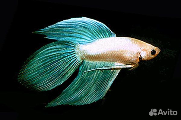 Рыбка петушок
