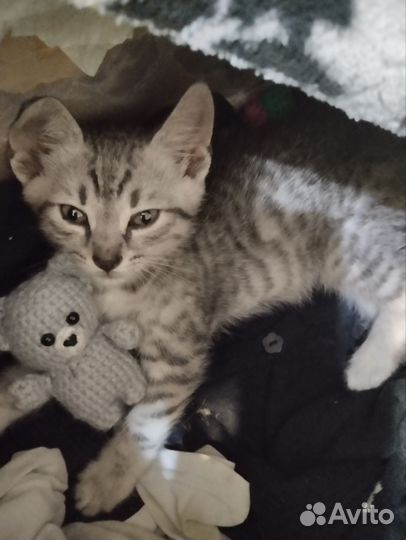 Отдам котенка