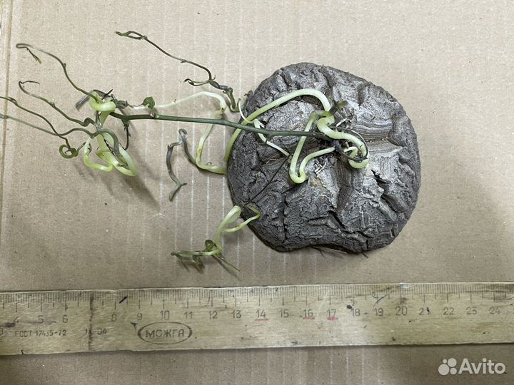 Dioscorea elephantipes
