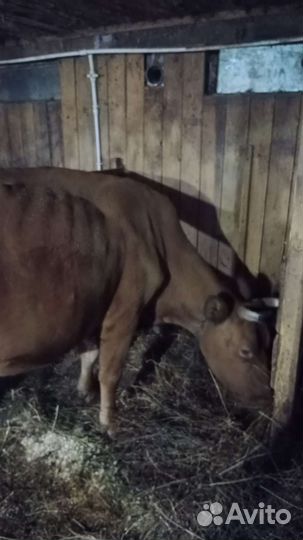 Корова дойная