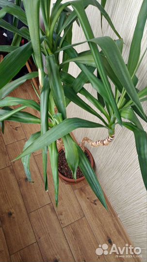 Пальма юкка