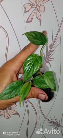 Филодендроны разные