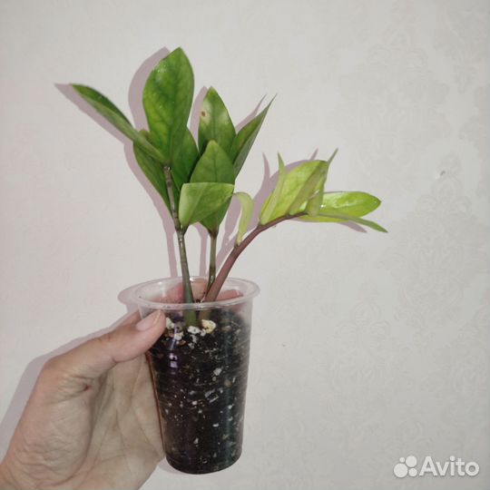 Замиокулькасы разные