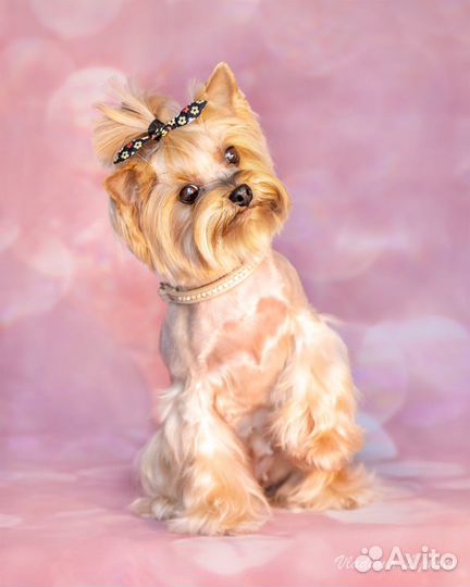 Стрижка собак (Бугры, Парнас,Мурино)