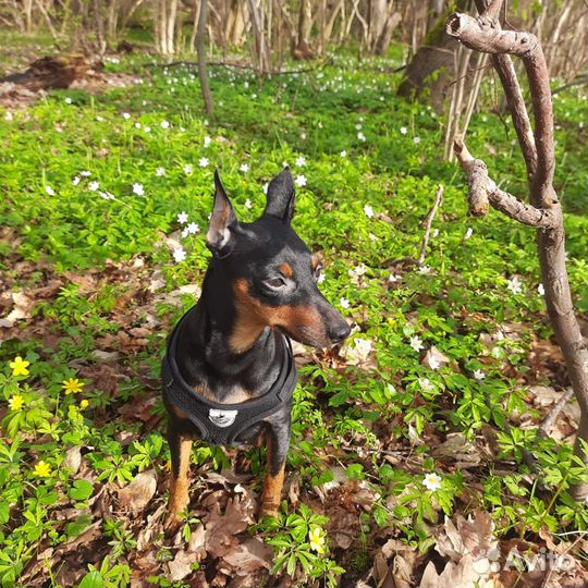 Цвергпинчер