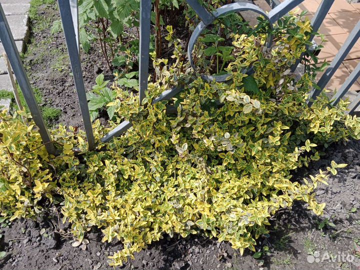 Бересклет форчуна