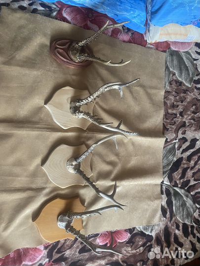 Рога касули