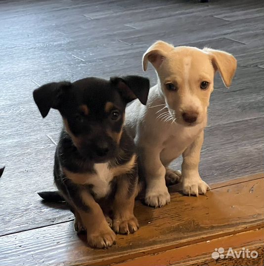 Отдам щенков