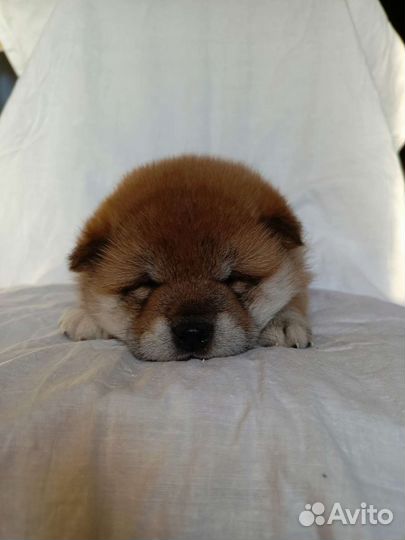 Щенки сиба ину