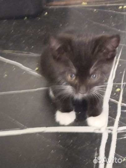 Котенок девочка в добрые руки 2 месяца