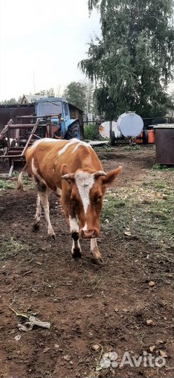 Телка 1.5 года