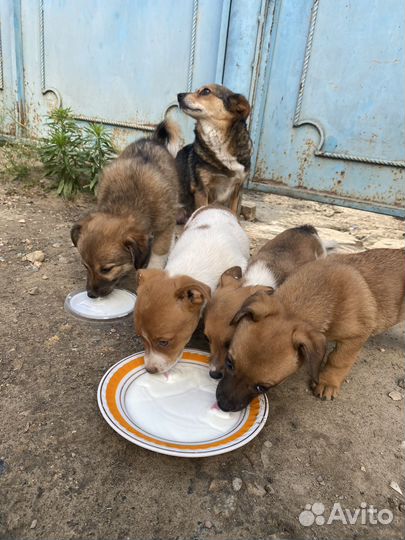Щеночки ищут дом