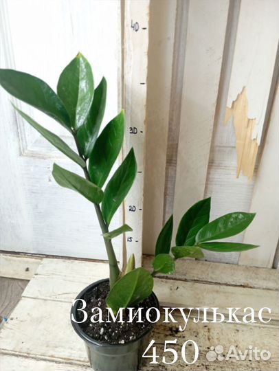 Комнатные цветы Замиокулькас Долларовое дерево