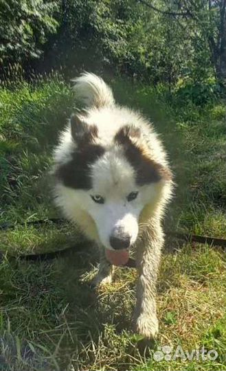 Сэм ищет дом