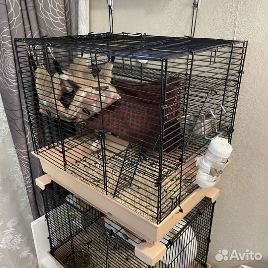 Крысы с клеткой