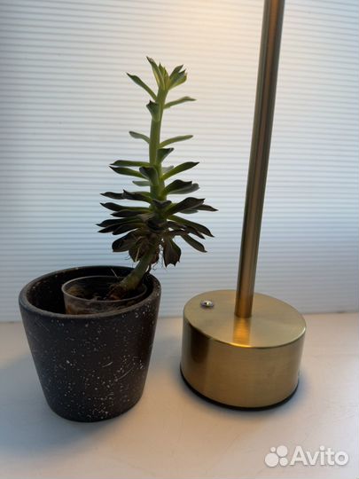 Суккулент черный принц