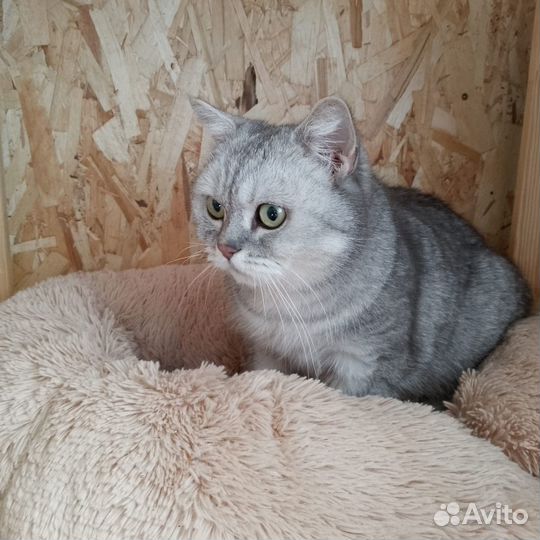 Кошечка Адель
