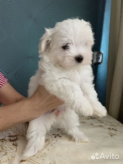 Щенки мальтезе девочка