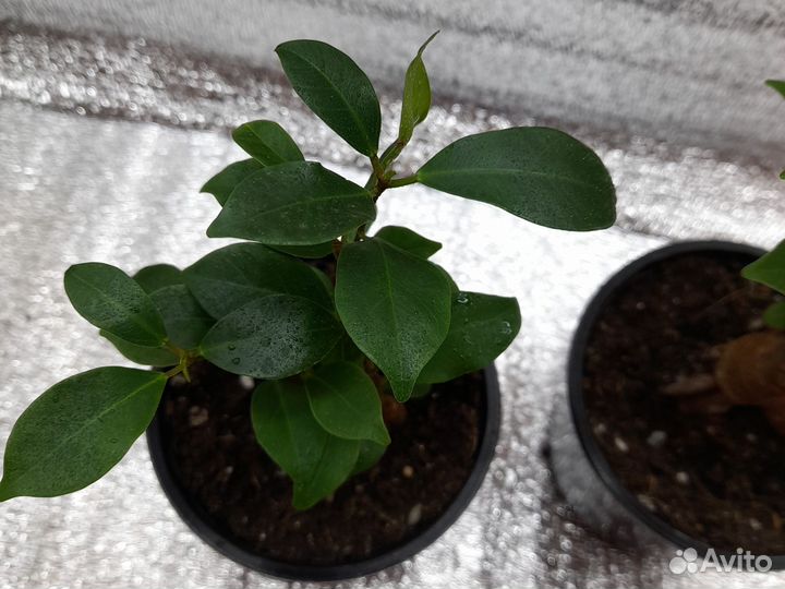 Тисс ягодный Давид. Фикус ретуза