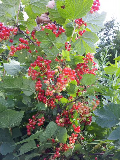 Дом 38 м² на участке 50 сот.