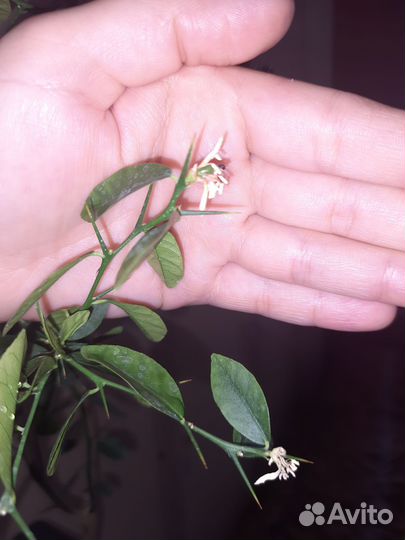 Микроцитрус Фаустрайм