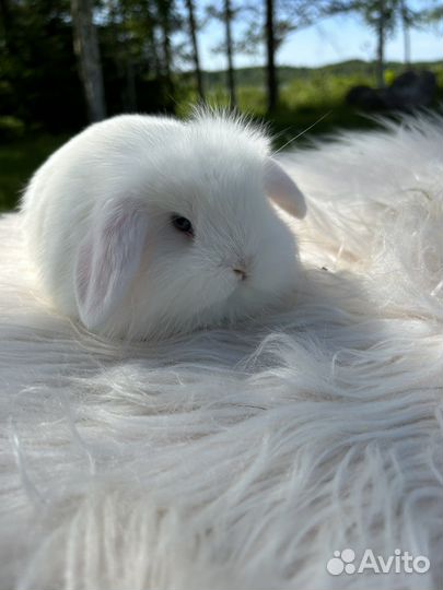 Голубоглазый белоснежный декоративный кролик