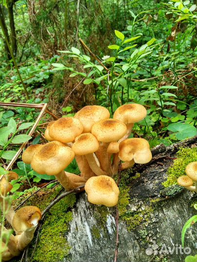 Грибы маринованные, грибные деликатесы