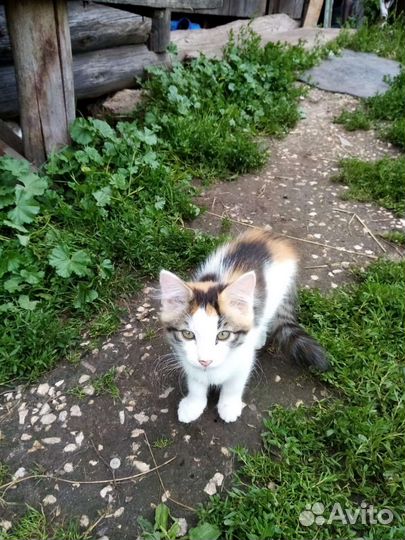 Отдам котят в хорошие руки