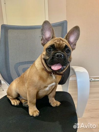 Щенки французского бульдога, РКФ