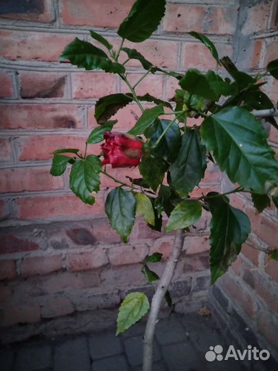 Гибискус китайская роза