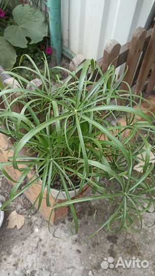 Пальма панданус, ципериус