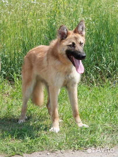 Щенок-подросток