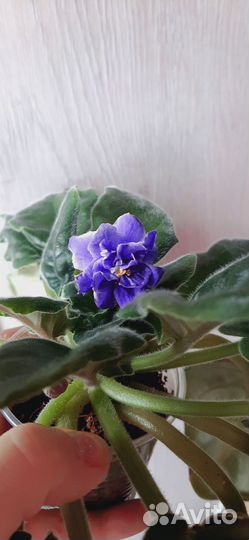 Бокарнея нолина, фиалка махровая голубая