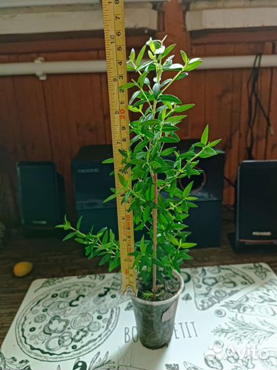 Комнатные цветы мирт