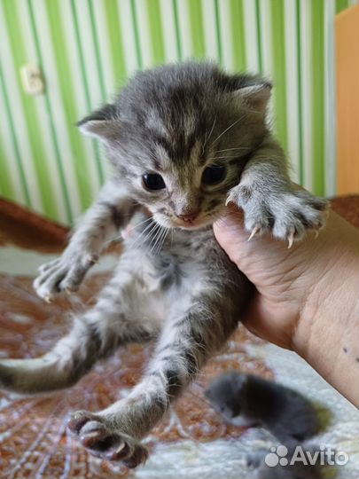 Котята мейн-кун метис