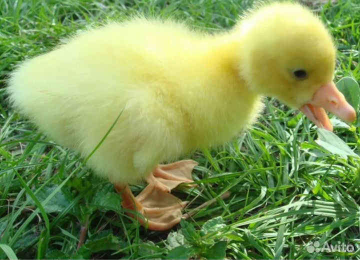 Гусята 