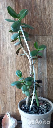 Крассула толстянка