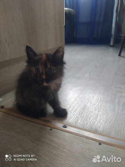 Котенок девочка в добрые руки