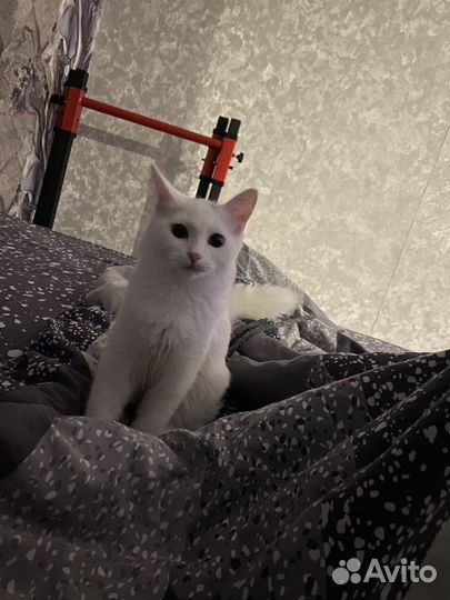 Кошки в добрые руки