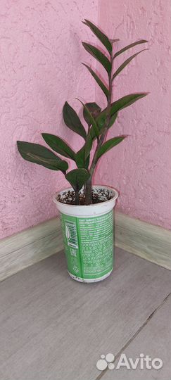 Замиокулькас